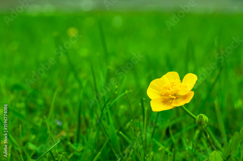 A single yellow buttercup in a lush green meadow. The delicate petals contrast beautifully with the vibrant background, creating a peaceful nature scene..
