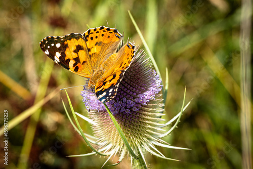 Ein Distelfalter (Vanessa cardui) auf der Blüte einer Wilden Karde (Dipsacus sylvestris)