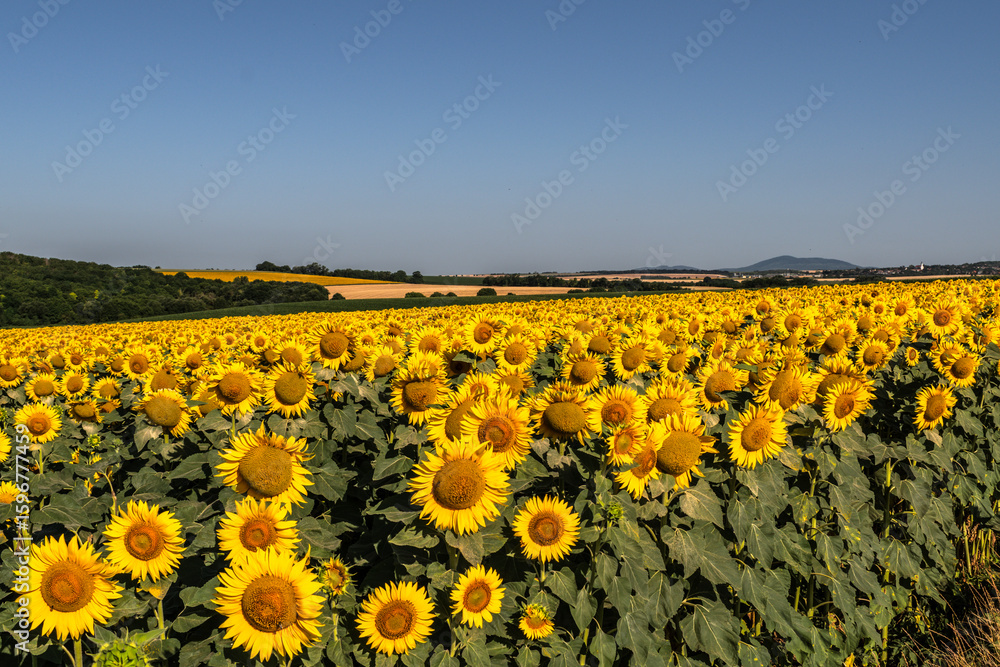 Naklejka premium Sea of golden yellow sunflowers