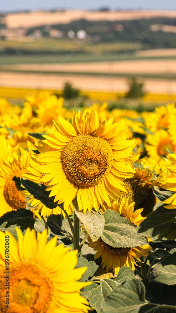 Fototapeta premium Sea of golden yellow sunflowers