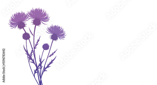 Elegant purple thistle flowers with leaves on white background