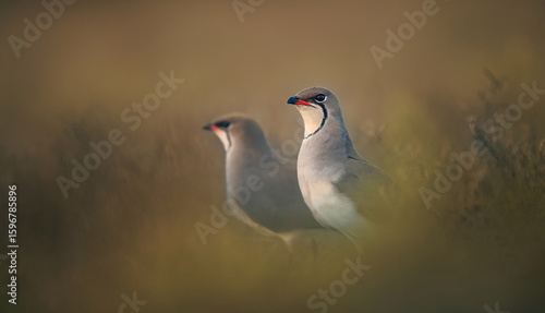 Collared pratincole Glareola pratincola camouflages itself perfectly in the grass.