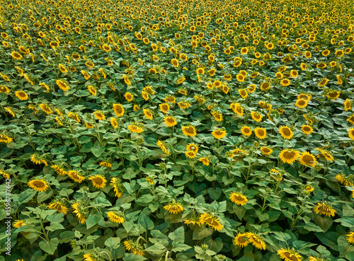 aerial view of a sunflower ...