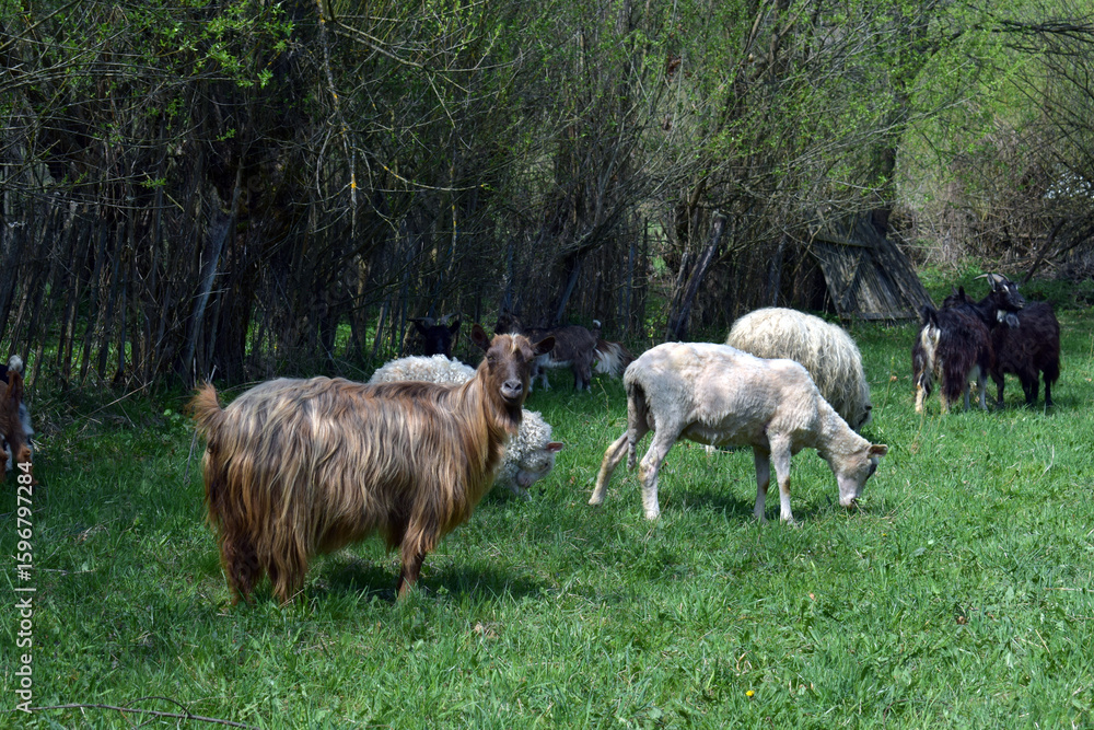 Obraz premium Sheep and goats grazing on lush green field near forest trees creating a peaceful rural landscape perfect for farm lifestyle promotions and countryside visual designs