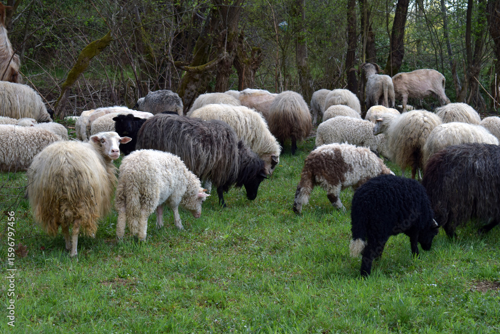 Obraz premium Large group of sheep grazing together on fresh green pasture surrounded by forest. Ideal for farming lifestyle concepts, rural animal husbandry visuals, and nature agriculture promotions.