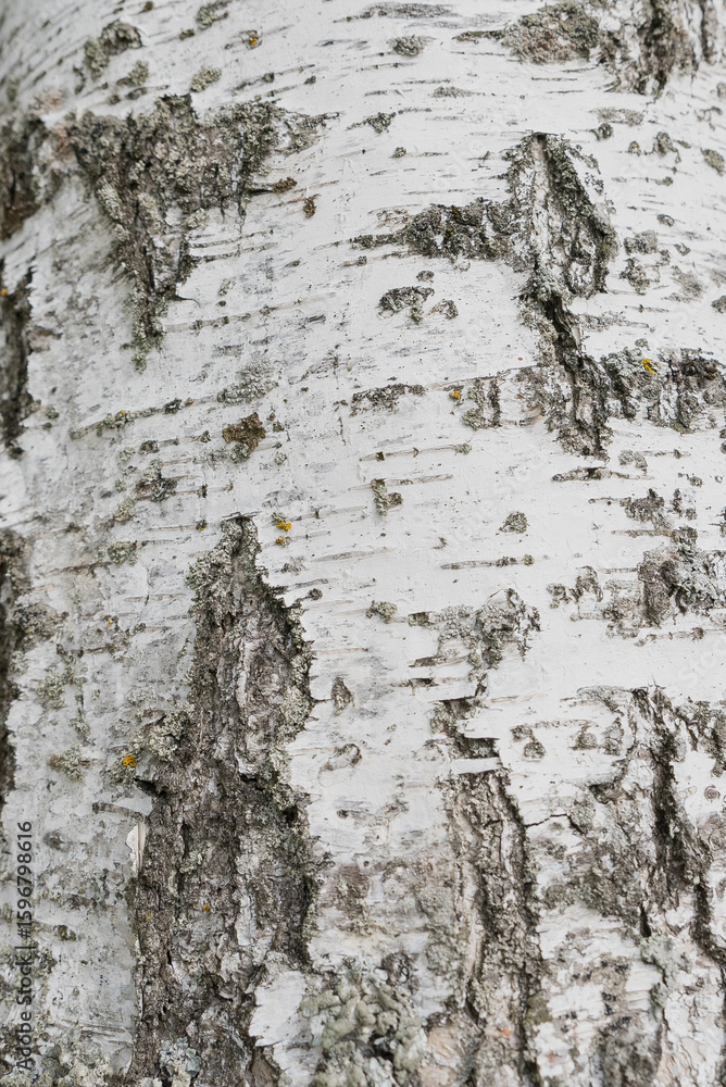 Fototapeta premium Birch bark texture or background. Macro photography is performed using trunk stacking technology. The texture is made of birch bark. Beautiful background made of birch trunk.