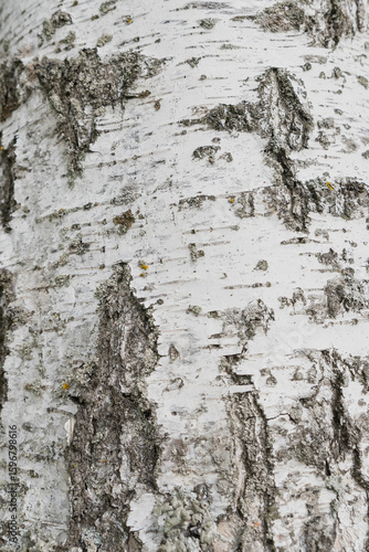 Wallpaper Mural Birch bark texture or background. Macro photography is performed using trunk stacking technology. The texture is made of birch bark. Beautiful background made of birch trunk. Torontodigital.ca