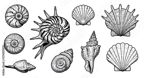 Hand drawn seashell collection with detailed line art on white background