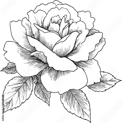 Detailed black and white rose drawing with leaves and intricate shading. Vector illustration