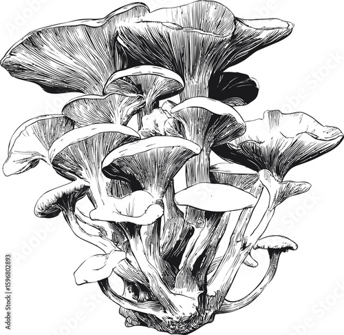 Detailed black and white illustration of chanterelle mushrooms in pen and ink. Vector illustration