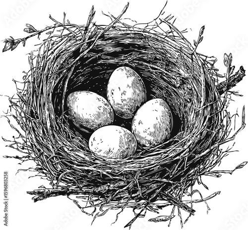 Hand-drawn birds nest with four eggs in intricate pen and ink style illustration. Vector illustration