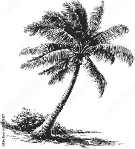 Elegant black and white sketch of a tropical palm tree on a beach. Vector illustration
