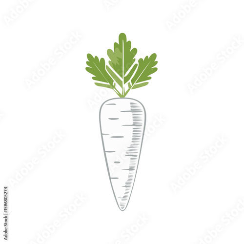Hand Drawn Parsnip with Green Leaves, Root Vegetable Illustration with Artistic Rendering for Food Concepts