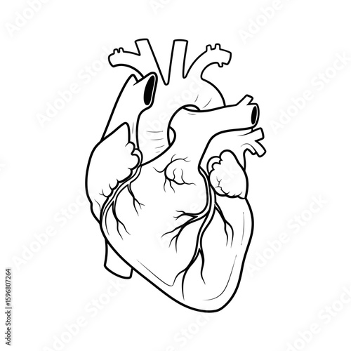 Anatomical Study of the Human Heart: A detailed line art illustration showcases the intricate structure of the human heart, perfect for medical and scientific educational materials.