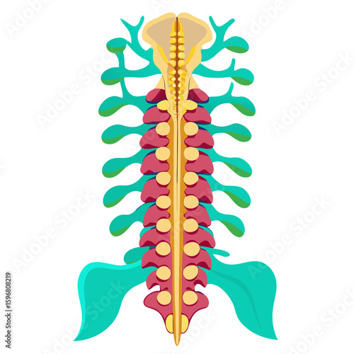 Illustration of a spinal cord with vertebrae and nerves in a detailed anatomical design