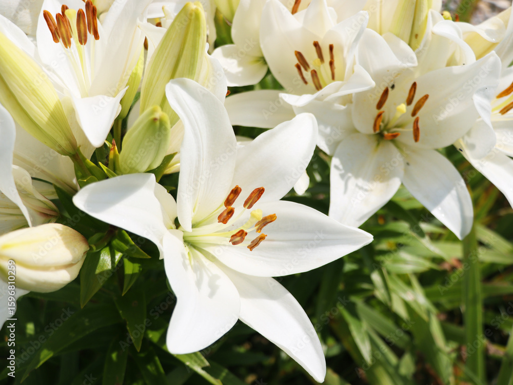 Fototapeta premium Flowers of white Lilium blooming in the garden