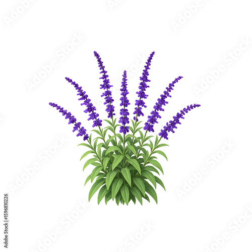Captivating Salvia Plant with Vibrant Purple Flowers and Lush Green Foliage A Botanical Masterpiece Bringing Natural Beauty and Elegance to Any Visual Project and Design