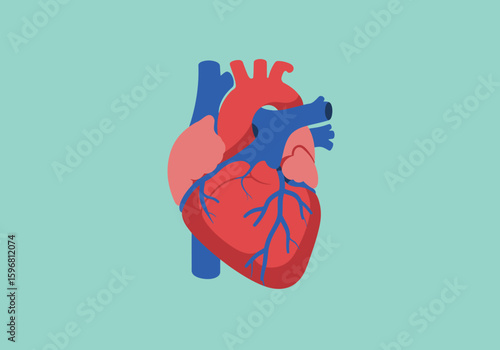 Anatomical human heart illustration in a minimalist flat design style with red and blue vessels.