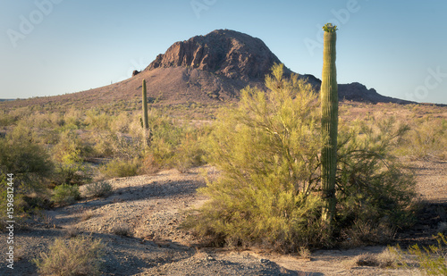 Saguaro in Bloom Beneath Fourth of July Butte, Maricopa County