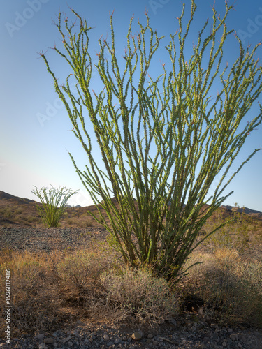 Sonoran Desert Rainfall Brings Ocotillo to Life