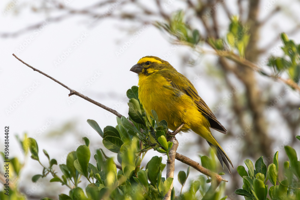 Obraz premium Male Yellow Canary (Crithagra flaviventris) in broad-leaved woodland, Bontebok National Park, Western Cape, South Africa