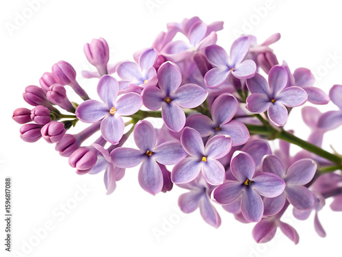 A close up view of a cluster of light purple lilac flowers with a black background showing the details
