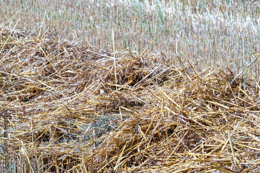 Fototapeta premium Dry straw covering field after harvest creating contrast