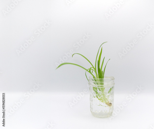 Plant in Glass Jar White Background