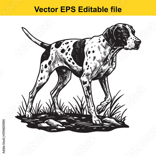 A pointer dog stands alert in a grassy field