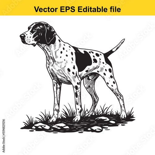 A pointer dog stands alert in a grassy field