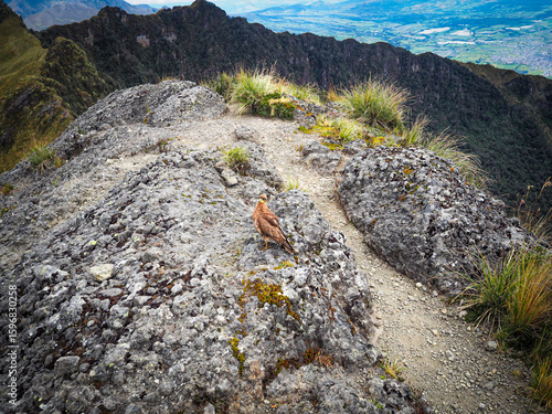 Pasochoa Volcano, Pichincha, Ecuador - July 5, 2025: The curiquingue, chimango, among other names, is a bird native to South America, living in the Andes Mountains of Colombia and Ecuador.