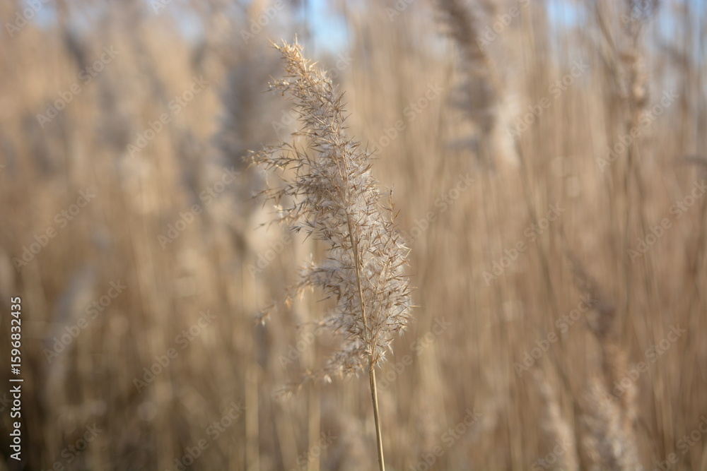 Fototapeta premium reed in the wind