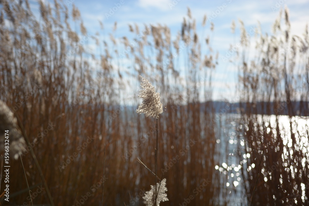 Obraz premium reeds in the wind