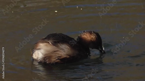 Little Grebe (Tachybaptus ruficollis), or Dabchick, Feeding on a Lake