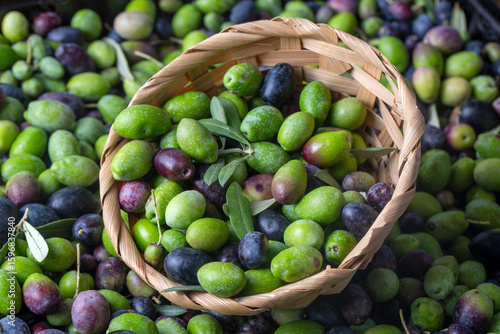 Fresh Harvested Green Olive...