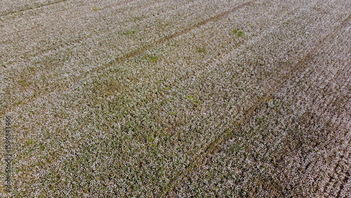 Cotton field top view with ...