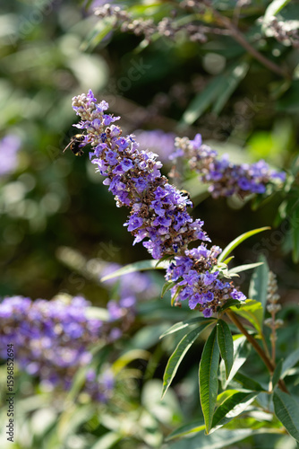 Bee on a Chaste Tree