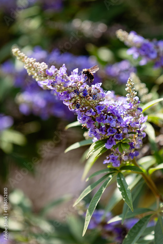 Bee on a Chaste Tree