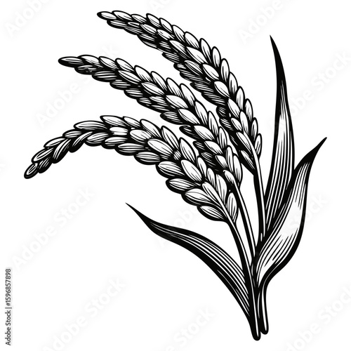 Ripe rice grains for agriculture and harvest season. Ripe rice grains as ingredient for healthy diet, farm produce for Asian dishes, and staple food in different cultures.