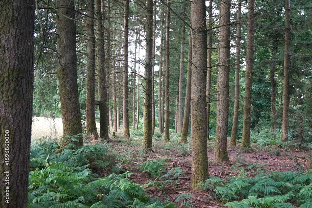 Obraz premium trees in the forest