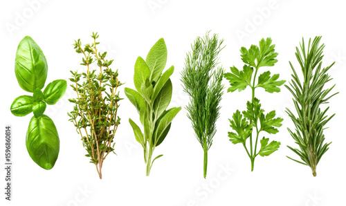 Fresh herbs arranged in a row