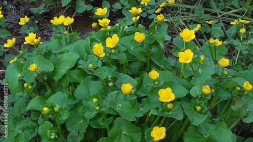 Marsh-Marigold Flowers (Caltha palustris) Growing in a Wet Woodland in Spring
