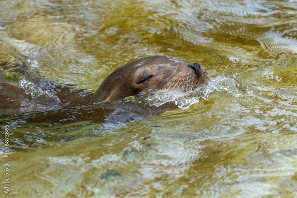 Obraz premium A California sea lion glides through the water with its eyes closed. The water surface splashes gently around its head.
