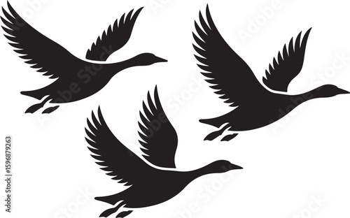 Three black geese flying in formation birds migration