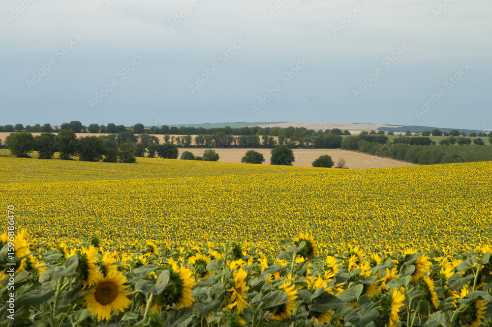 Obraz premium A field of sunflowers