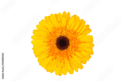 Yellow gerbera flower isola...