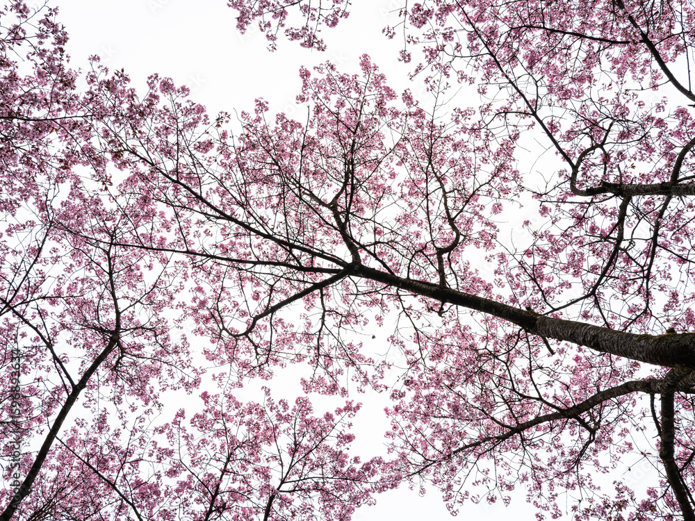 Ornamental cherry tree with pink blossoms view from underneath Ornamental cherry tree with pink blossoms view from underneath