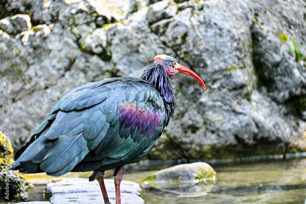 Naklejka premium Side view of a geronticus eremita or waldrapp big exotic bird
