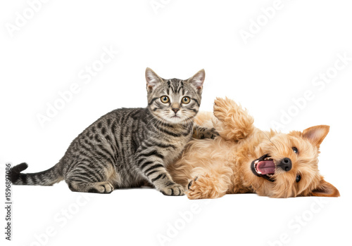Playful tabby cat and fluffy light brown terrier mix dog on back, open mouth, tongue out, on transparent studio background, sharp focus. Concept of happy pets