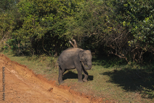 Photography Baby Sri Lankan elephant walks near a dirt road and touches its trunk with its f